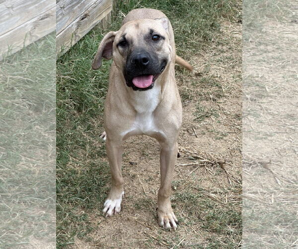 Medium Photo #1 Black Mouth Cur-Unknown Mix Puppy For Sale in Jackson, MS, USA