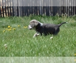 Puppy 7 Australian Cattle Dog-Treeing Walker Coonhound Mix