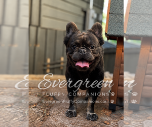 Father of the French Bulldog puppies born on 07/04/2026