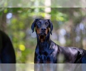 Father of the Doberman Pinscher puppies born on 08/26/2025