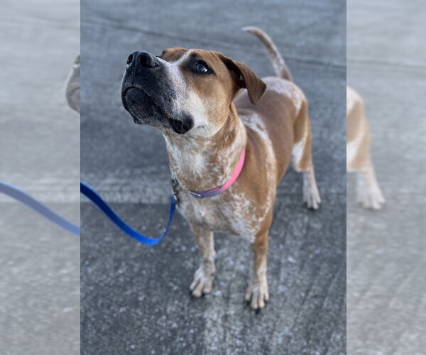 Medium Photo #3 Coonhound-Unknown Mix Puppy For Sale in Evansville, IN, USA
