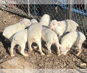 American Bulldog Puppy for sale in CLARKSVILLE, TN, USA