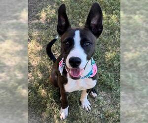 Medium American Pit Bull Terrier Mix
