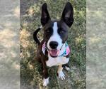 Small American Pit Bull Terrier Mix