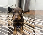 Small Photo #10 Doberman Pinscher Puppy For Sale in CAMPTON, KY, USA