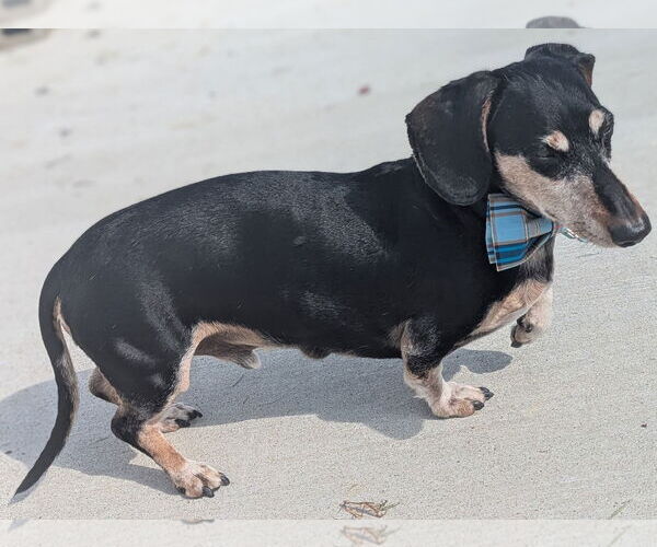 Medium Photo #13 Dachshund Puppy For Sale in Shelbyville, TN, USA
