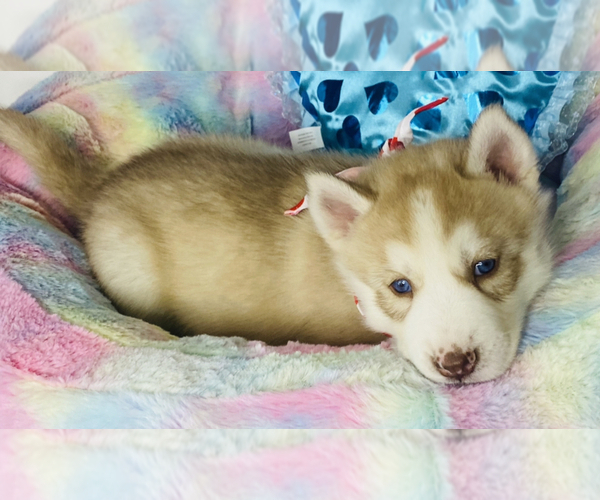 Medium Photo #6 Siberian Husky Puppy For Sale in HESPERIA, CA, USA