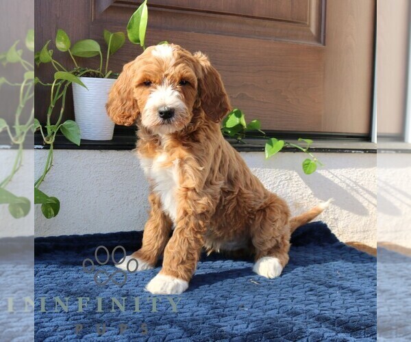 Medium Photo #4 Goldendoodle Puppy For Sale in NARVON, PA, USA