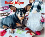 Small Photo #46 Dachshund-Unknown Mix Puppy For Sale in San Antonio, TX, USA