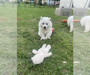 American Eskimo Dog Puppy for sale in SAINT PAUL, MN, USA