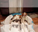 Small Photo #1 Brittany Puppy For Sale in DOWAGIAC, MI, USA