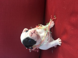 French Bulldog Puppy for sale in COMMERCE CITY, CO, USA
