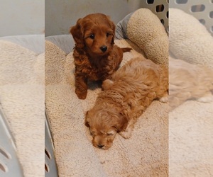 Cock-A-Poo-Cockapoo Mix Puppy for sale in AMADO, AZ, USA