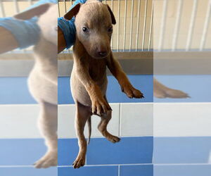 Doberman Pinscher Dogs for adoption in Norco, CA, USA