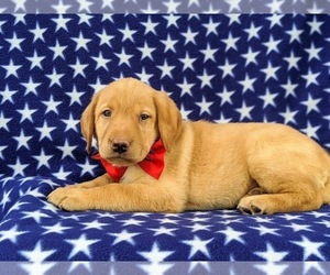 Labrador Retriever Puppy for sale in QUARRYVILLE, PA, USA