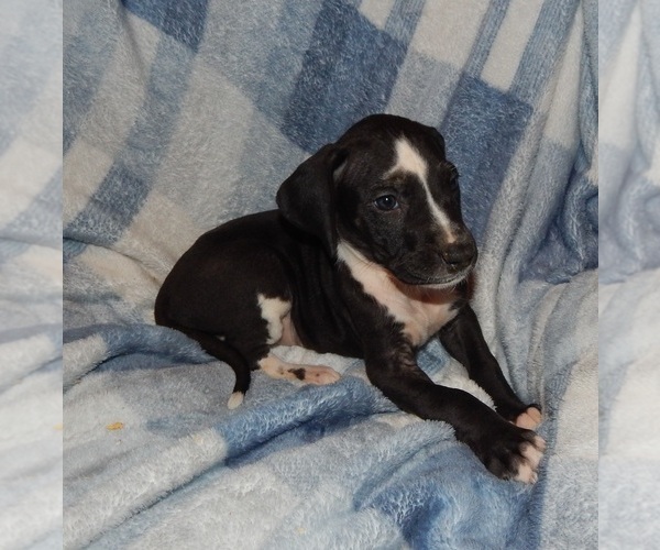 Medium Photo #9 Great Dane Puppy For Sale in SPRAGGS, PA, USA