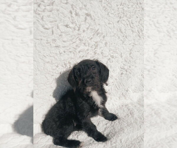 Medium Photo #2 Mutt Puppy For Sale in Oak Bluffs, MA, USA