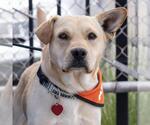Small #3 Labrador Retriever Mix