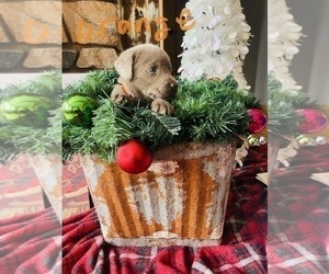 Medium Labrador Retriever