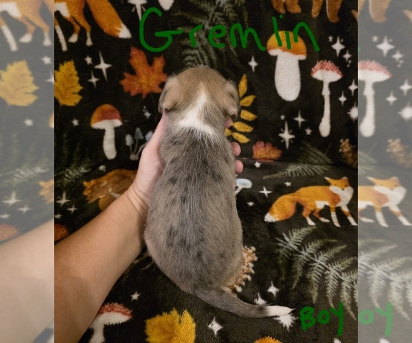 Medium Photo #15 Chizer Puppy For Sale in MONTEZUMA, GA, USA