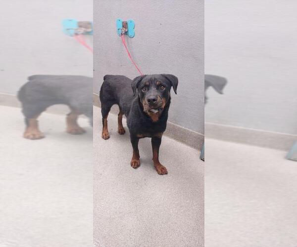 Medium Photo #1 Rottweiler-Unknown Mix Puppy For Sale in Las Vegas, NV, USA