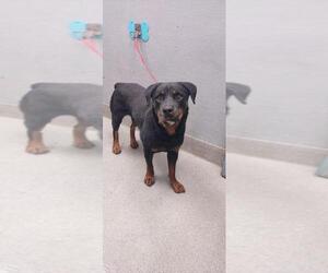 Rottweiler-Unknown Mix Dogs for adoption in Las Vegas, NV, USA