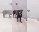 Small Rottweiler Mix