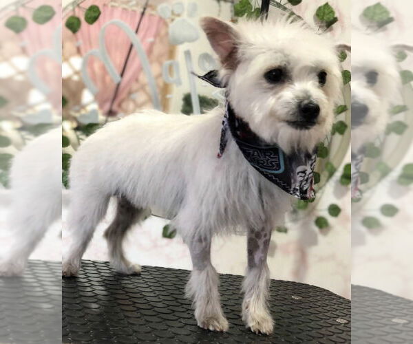 Medium Photo #1 Maltese-Unknown Mix Puppy For Sale in Dana Point, CA, USA