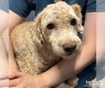 Small #1 Poodle (Standard) Mix