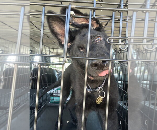 Medium Photo #2 German Shepherd Dog Puppy For Sale in Cupertino, CA, USA