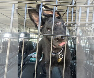 Alastor - Male German Shepherd Dog Dog for Adoption - Photo #2