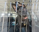 Small #1 German Shepherd Dog