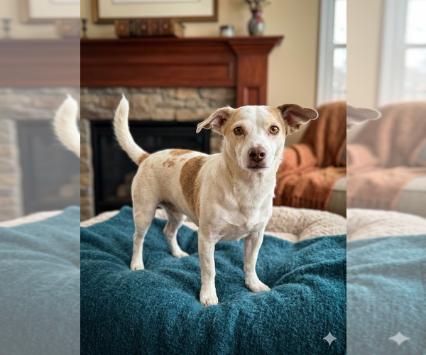 Medium Photo #4 Chihuahua-Unknown Mix Puppy For Sale in Vail, AZ, USA