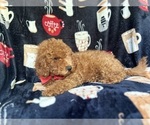 Small #2 Cavapoo