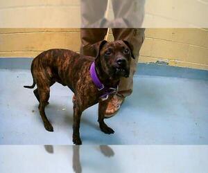 Mutt Dogs for adoption in Tulsa, OK, USA