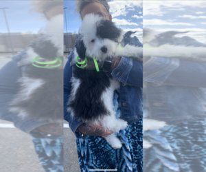 Old English Sheepdog-Poodle (Miniature) Mix Puppy for sale in DES MOINES, IA, USA