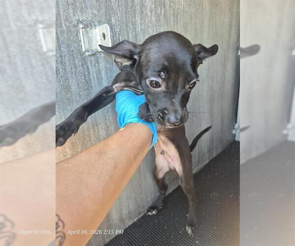 Medium Photo #1 Chihuahua Puppy For Sale in San Antonio, TX, USA