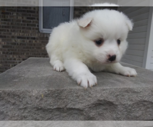 American Eskimo Dog Puppy for sale in INDIANAPOLIS, IN, USA