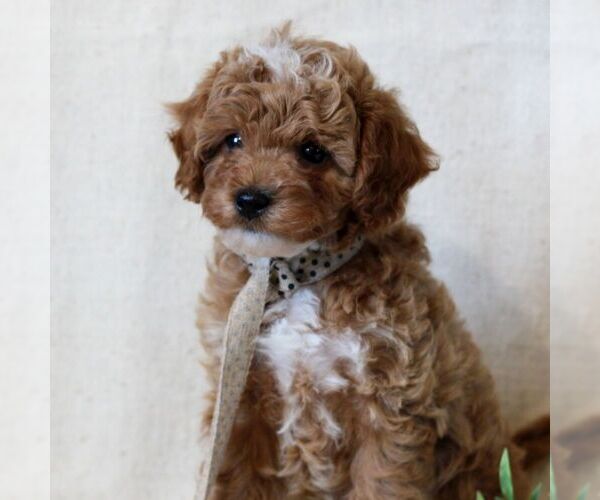 Medium Photo #1 Cavapoo Puppy For Sale in NEWMANSTOWN, PA, USA