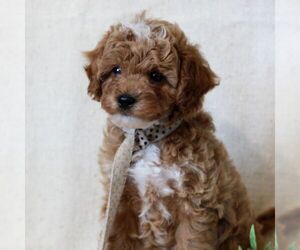Cavapoo Puppy for sale in NEWMANSTOWN, PA, USA