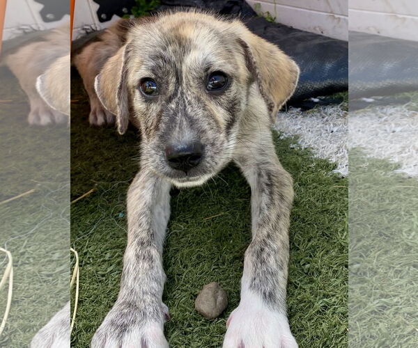 Medium Photo #5 Catahoula Leopard Dog-Great Pyrenees Mix Puppy For Sale in GILBERTS, IL, USA
