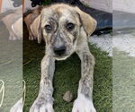Small #4 Catahoula Leopard Dog-Great Pyrenees Mix