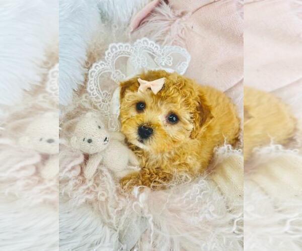 Medium Photo #5 Poodle (Toy) Puppy For Sale in TAMPA, FL, USA