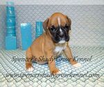 Small Photo #1 Boxer Puppy For Sale in CABOOL, MO, USA