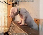 Small Photo #67 Dogo Argentino Puppy For Sale in PINEVILLE, MO, USA