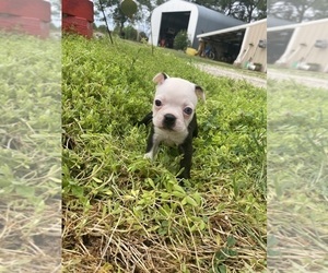 Boston Terrier Puppy for sale in FREDONIA, KS, USA