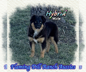 Miniature Australian Shepherd Puppy for sale in FORESTBURG, TX, USA