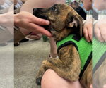 Small #5 Mountain Cur Mix