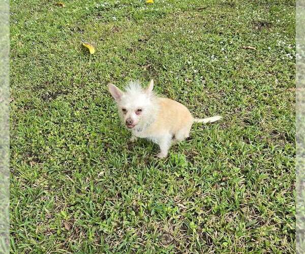 Medium Photo #2 Chi-Poo (Miniature) Puppy For Sale in Plantation, FL, USA