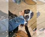 Small #14 Boston Terrier Mix
